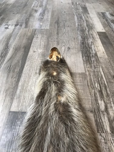 Soft Tanned Raccoon Pelt. XXXXL Prime. Cabin. Home Decor.