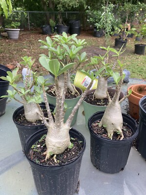 Adenium Arabicum 