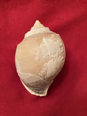   Beautiful Carved Etched Seashell Mama Kangaroo And Baby Joey