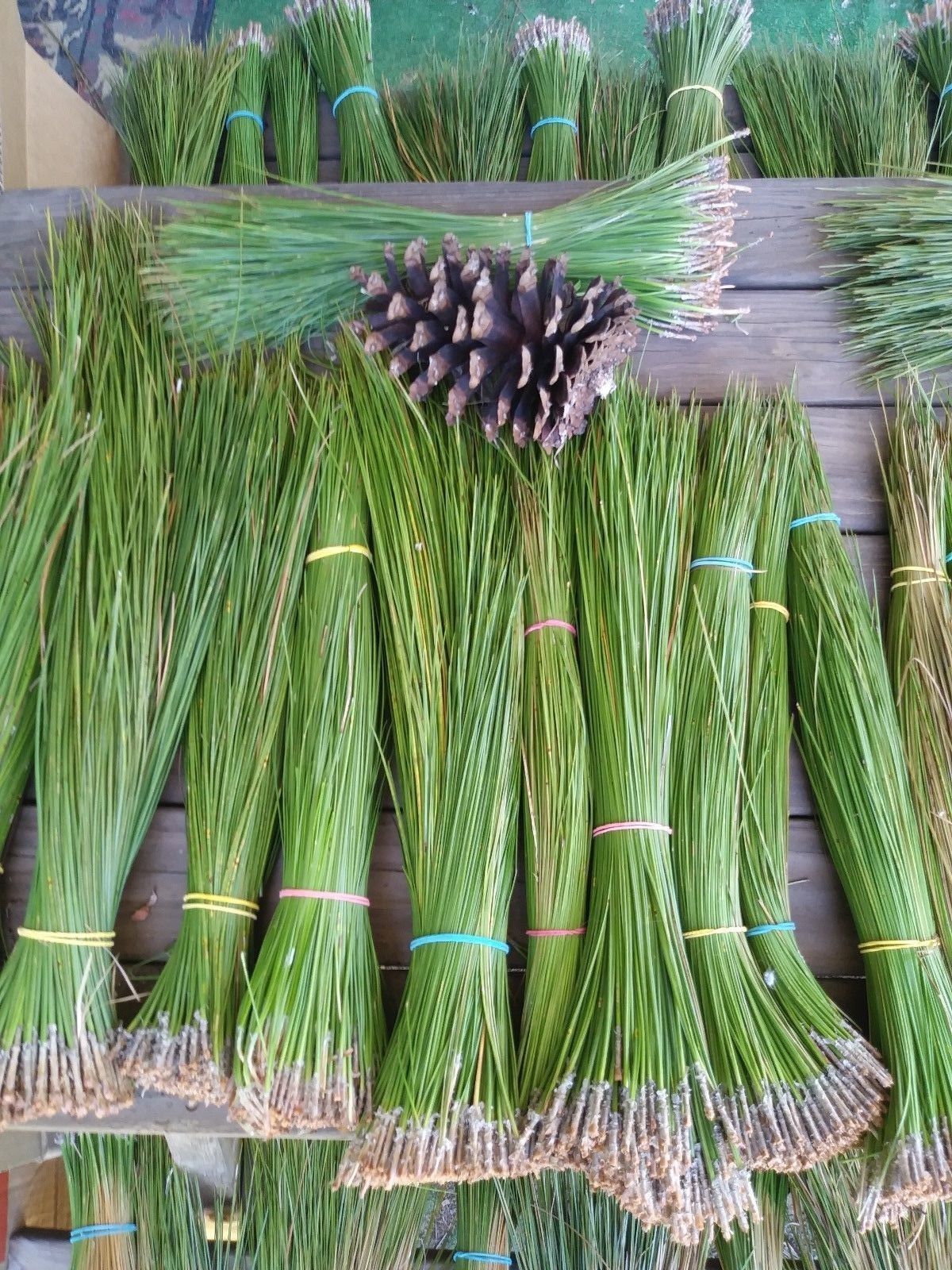 20lbs. green florida long leaf needles