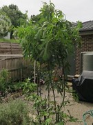 Fig tree Bayswater North Maroondah Area Preview