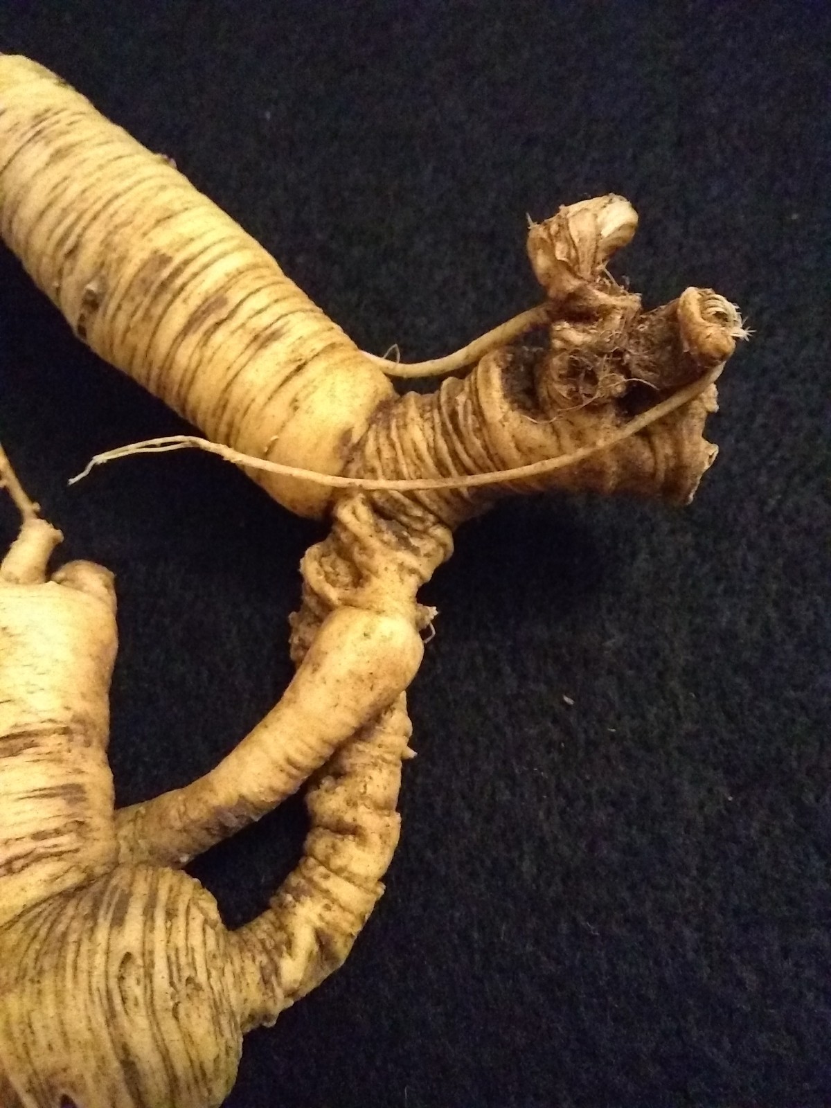 Old Ginseng Root Fresh Certified 100% Wild Wisconsin Root