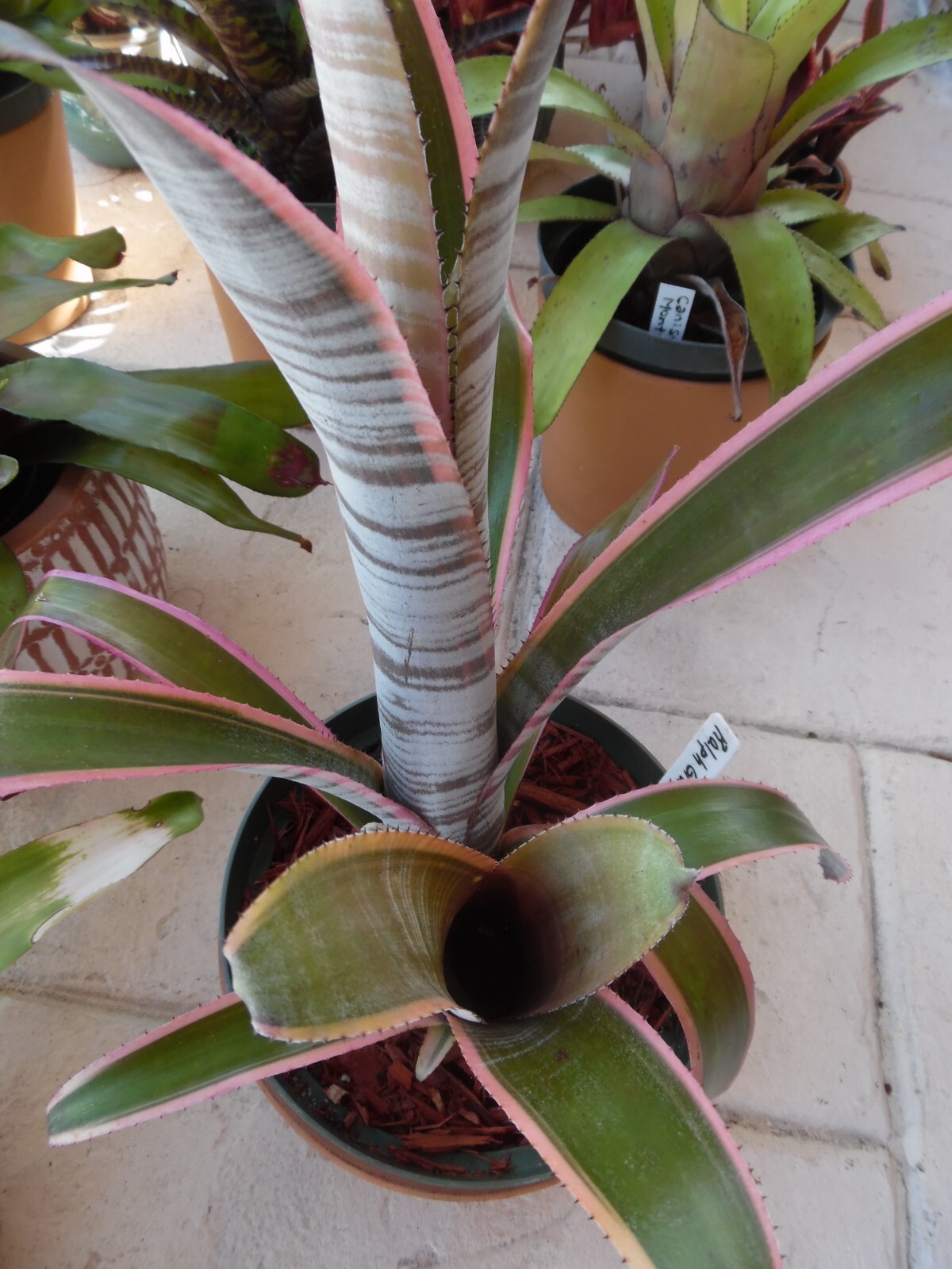 Billbergia Ralph Graham French 抜き苗 Billbergia vittata 'Ralph Graham French' - メルカリ