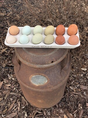 HATCHING EGGS Rainbow Dozen 10++ Marans, F1-5 OLIVE EGGERS HATCHING EGGS NPIP
