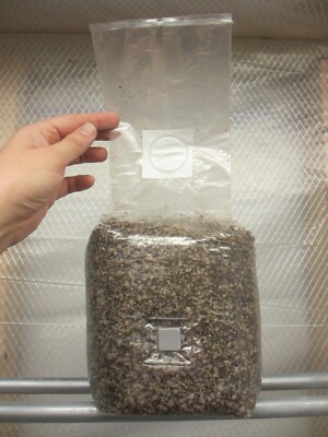 PF-Tek BIG BAG (3 LBS / 1 GALLON!) - BRF Substrate- All in One Mushroom Bag