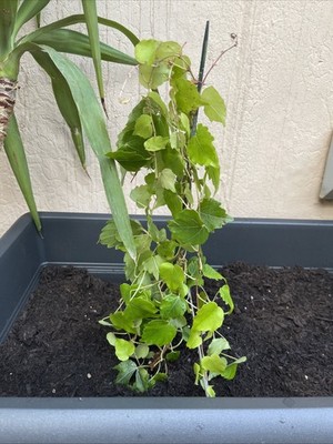 Foto dell'oggetto di un acquirente verificato