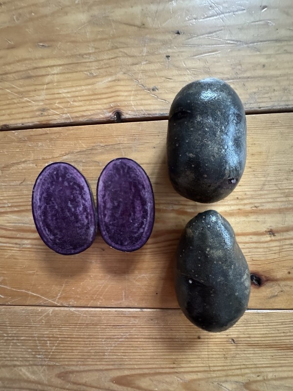 WendlÃ¤Ndische Kartoffeln Blaue Anneliese Ab1kg Fest Blaufleischig