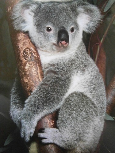 Mini Poster Koala Australia Australian Wildlife Koalas