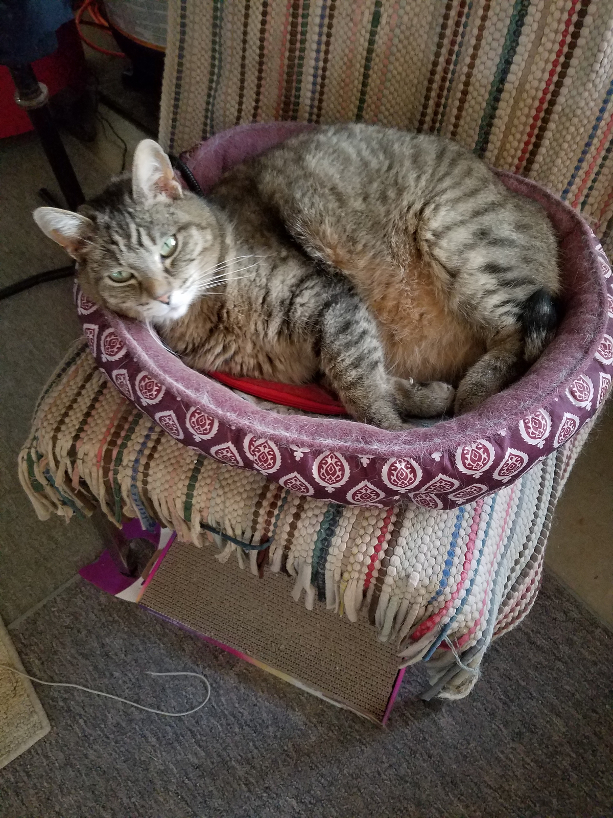 Heating Pad for Cats Small Dogs Heated Dog Bed Round Cat Tree Heating