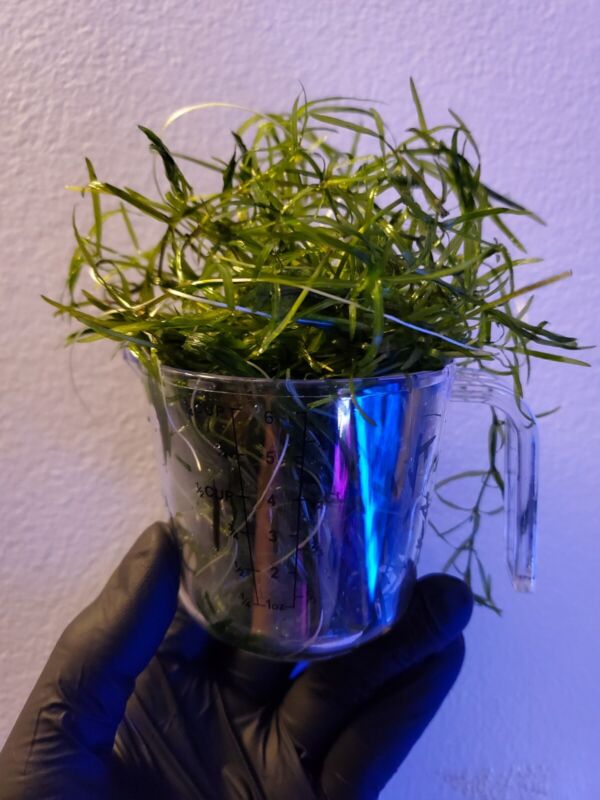☆MORE THAN 1 Cup!!!☆GUPPY GRASS☆EXCELLENT VALUE!!!☆B2G1 FREE!!!☆ROOTING!! 