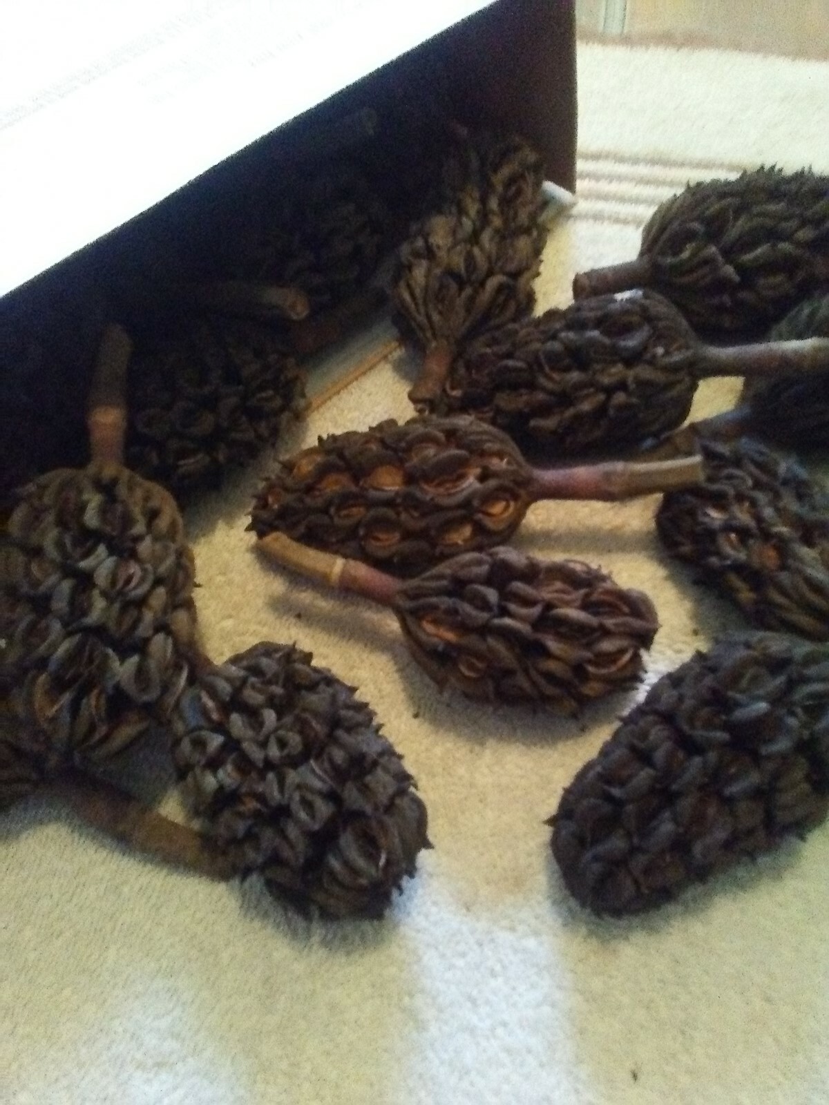 40 Dried Southern Magnolia Seed Pods for Crafts