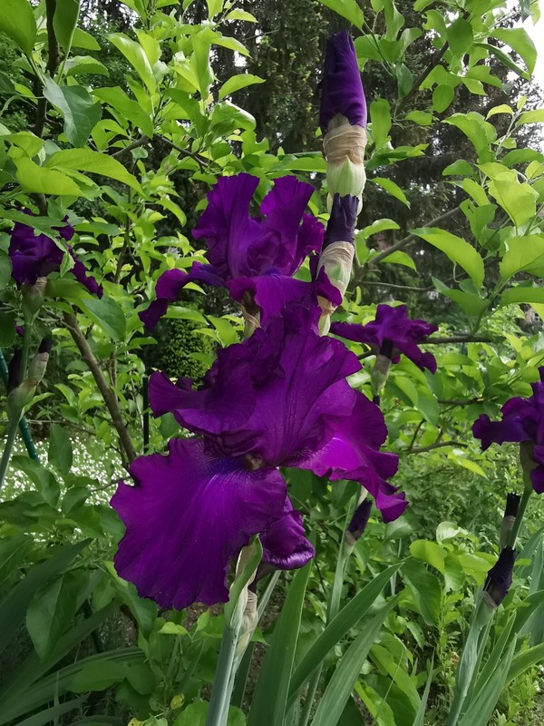 Hohe Bartiris Tb Imperator, Pflegeleicht, Winterhart, Hitzeresistent