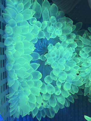 Highlighter Bubble Tip Anemone 4-5   Lg size BTA live coral