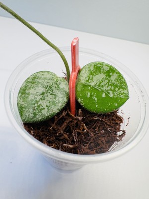 Hoya Mathilde Super Splash Starter Plant - Lightly Rooted