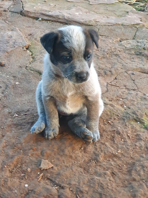 dogs and puppies gumtree