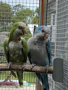 quaker breeding parrots