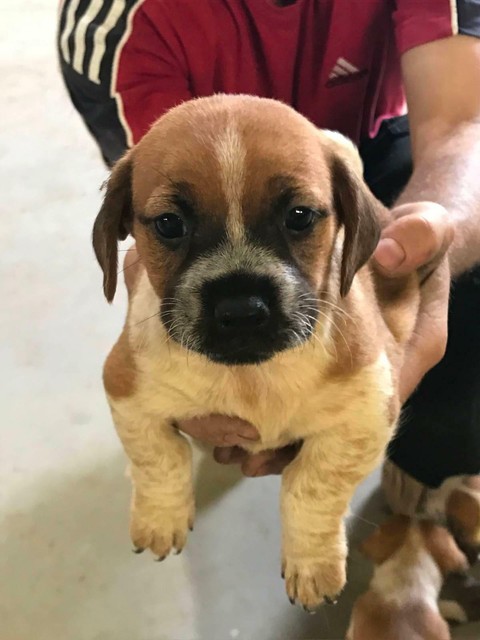 Jack Russell X Puppies Dogs Puppies Gumtree Australia