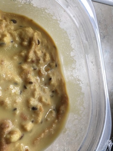 Microworm Starter Culture - HEALTHY 3 Ounces! Active