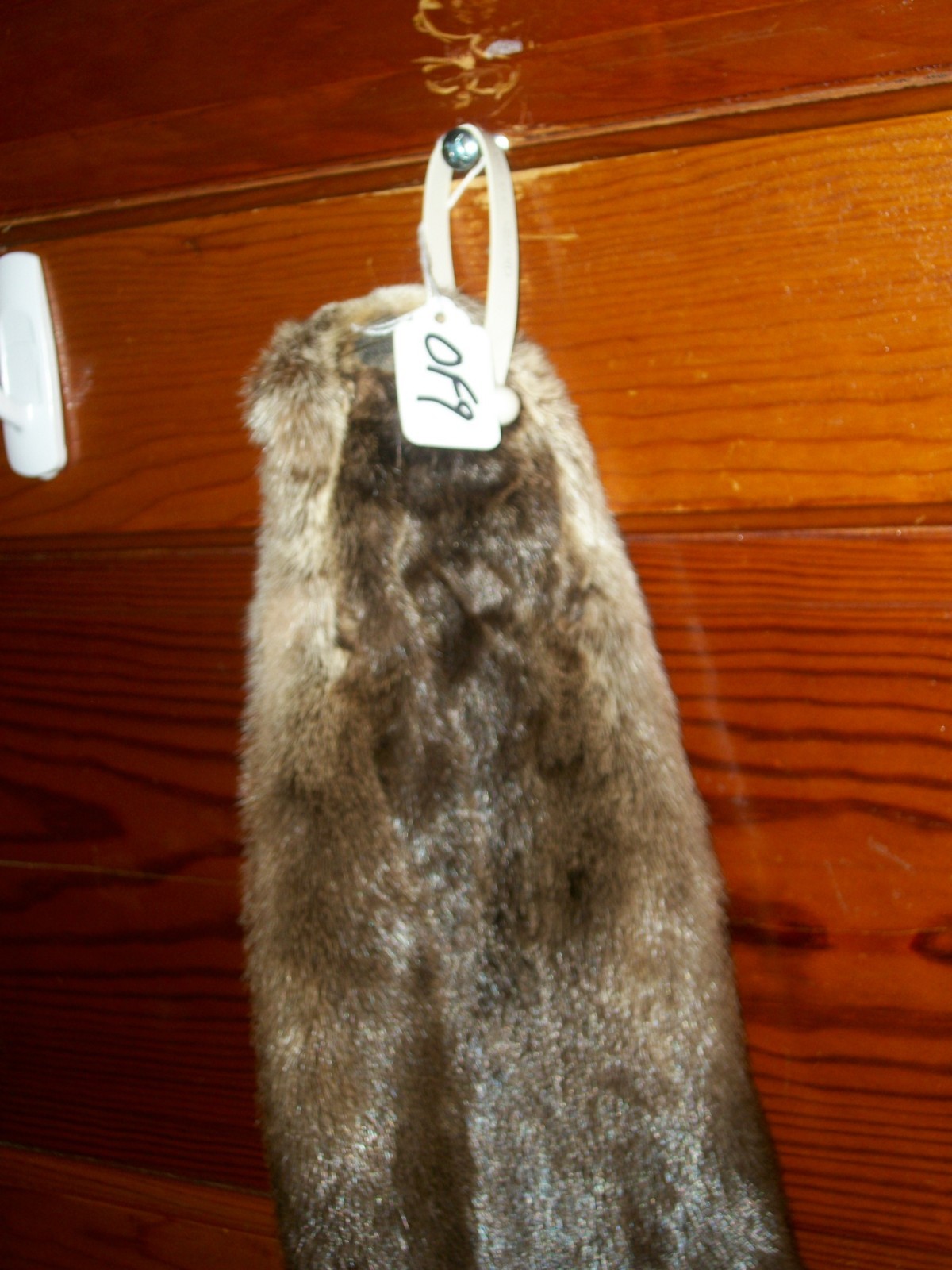 HUGE tanned RIVER OTTER fur pelt skin 4 FEET CLAW taxidermy craft cites TAG OF9
