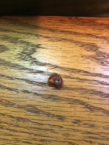 5+ Red Ramshorn Snails Breeding Age