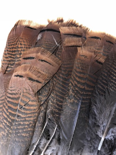 Wild Turkey Pre-tail Feathers 90 Feathers