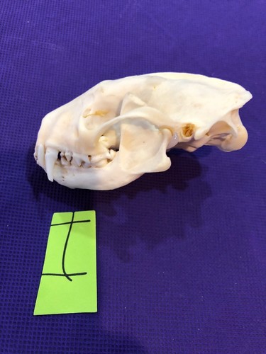 Real XXL Skunk Skull Animal Mount Man Cave Cabin Western Decor Unique Christmas