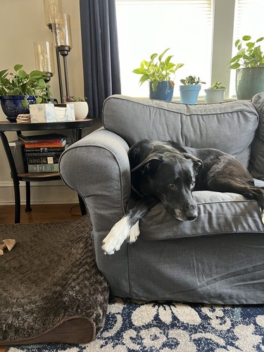 Fotos del artículo de un comprador verificado