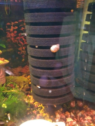 11 Trumpet Snails Ramshorn Snails Bladder Snails*** Guarantee***