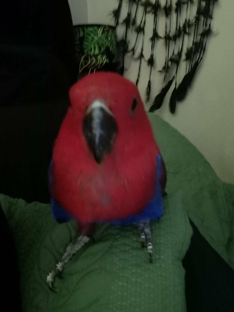 female eccy birds gumtree australia tea tree gully