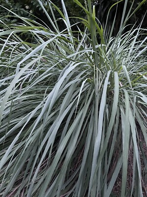 Village Grown Quality Organic Dried lemongrass Leaves(Cymbopogon citratus) spice