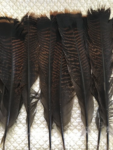 18 Wild Eastern Turkey Feathers For Crafts