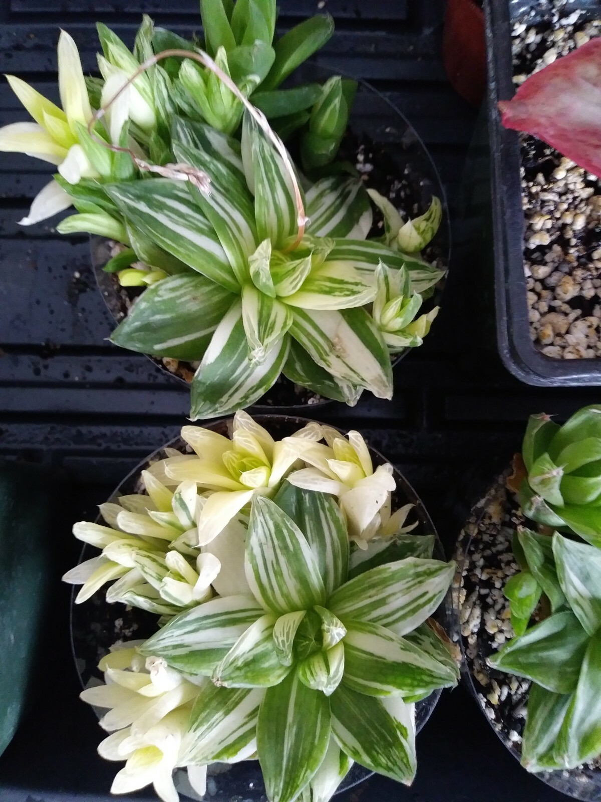 Haworthia Cynbiformis Variegated!! Imported Plant!!