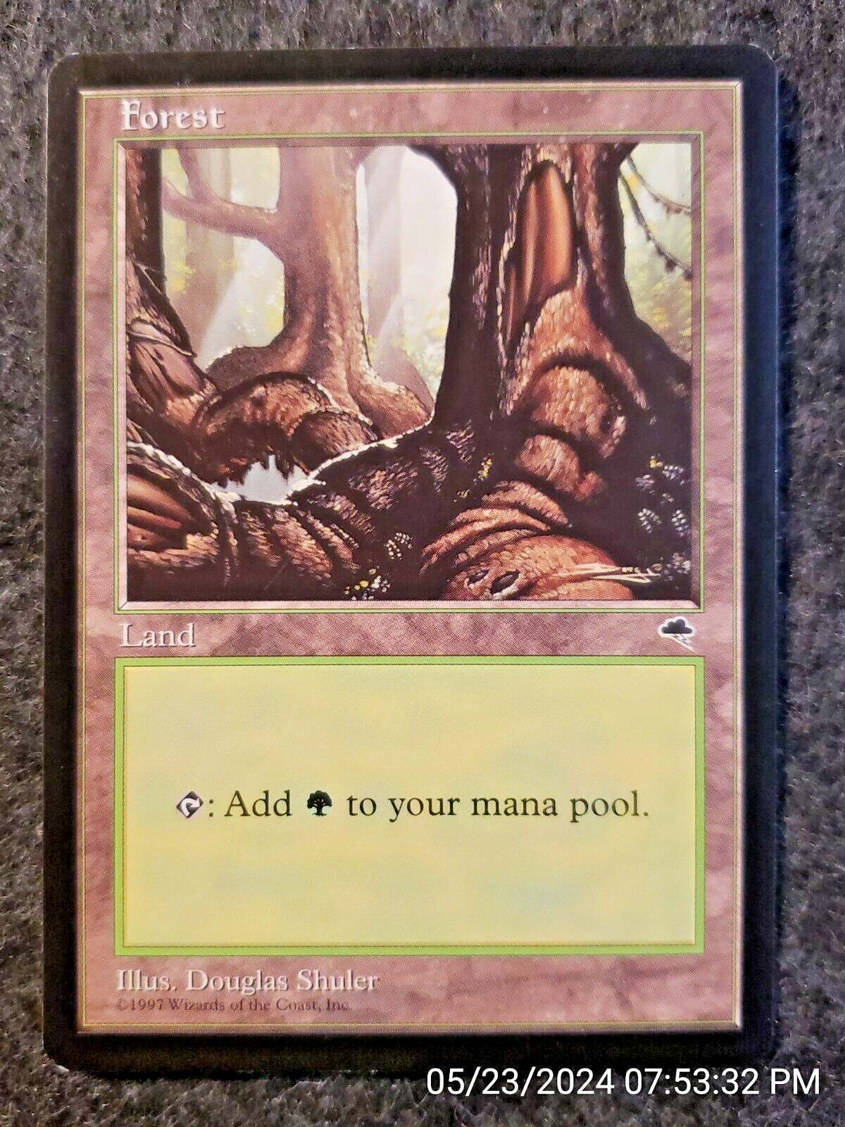Forest (B) Tempest NM Basic Land MAGIC THE GATHERING MTG CARD