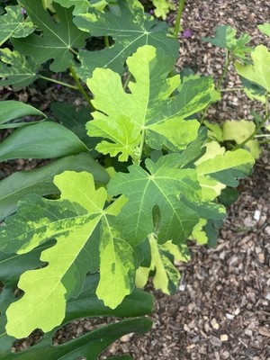 Feige Jolly Tiger Variegata