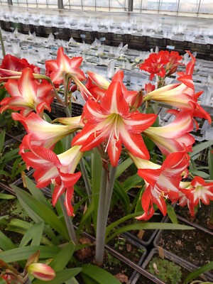 New! 2024 Original Hippeastrum cv. 'Trend Color'  1bulb