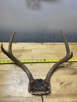 Whitetail 4 point Deer Horn Horn Rack Skull Plate And Fur. Captured In PA