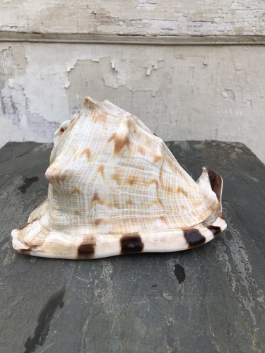 Queen Helmet Conch Shell Large Seashell Striped Sea Shell