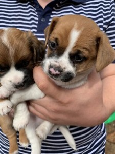 Gorgeous Chihuahua X Jack Russell Puppies Vacc And Vet Checked