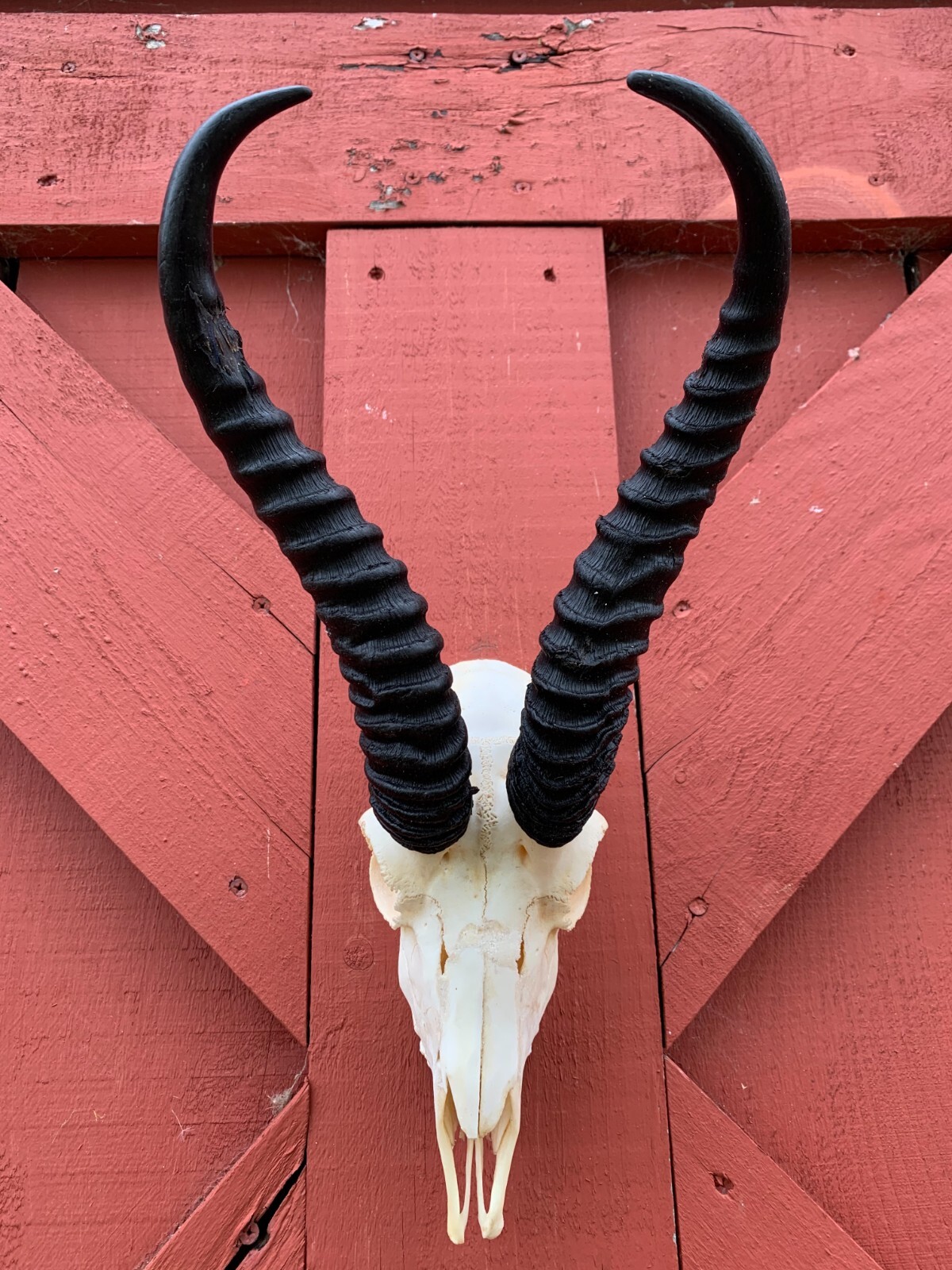 Real African Antelope Horns - African Springbok Skull Approx Size: 18HX10.5WX8D"