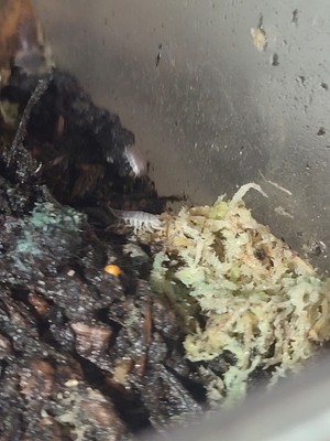 Objectfoto('s) van geverifieerde koper