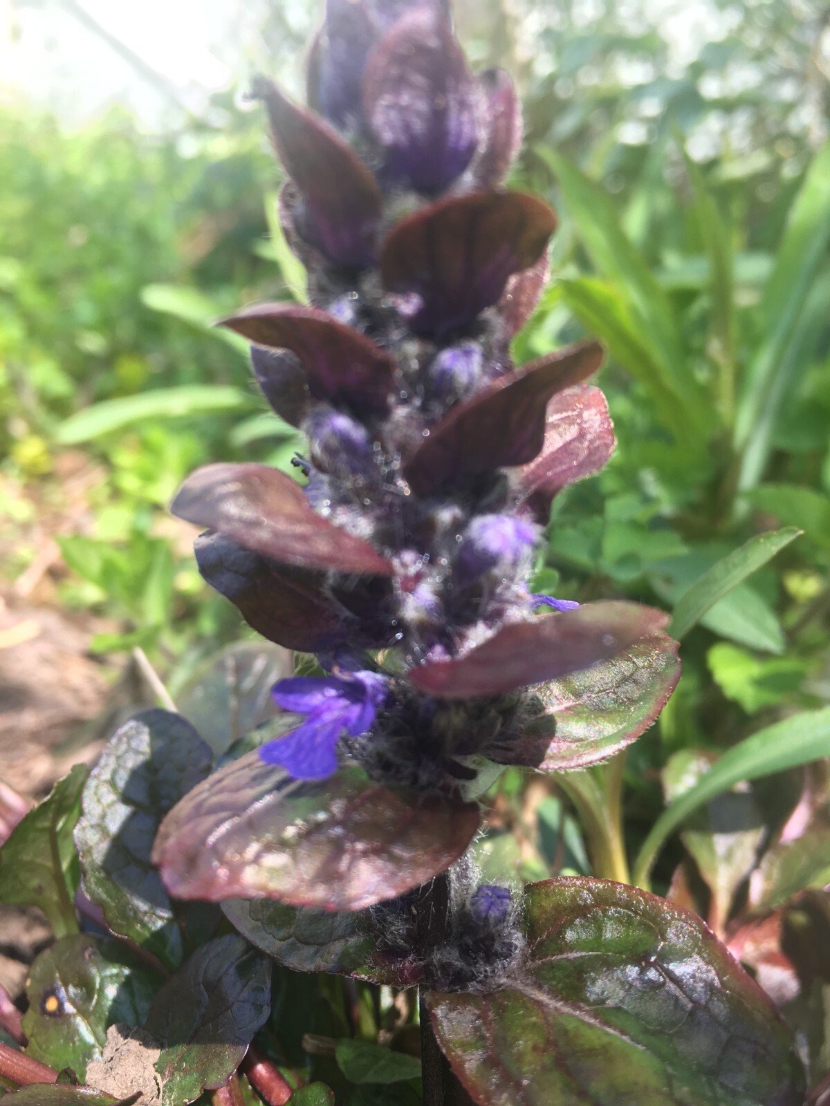 5 Ajuga reptans 'Atropurpurea' Rooted Runners Plants  Groundcover Blue, Bees
