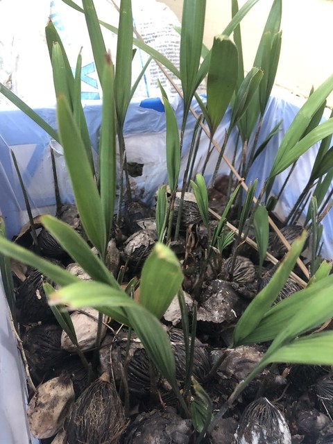 Foxtail Palm — Sprouting Seeds | Other Home & Garden | Gumtree