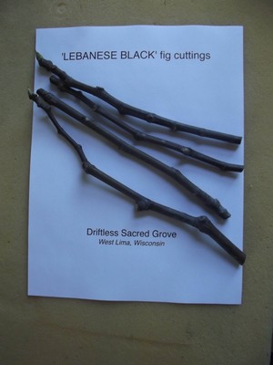 'Lebanese Black', 4 fig cuttings