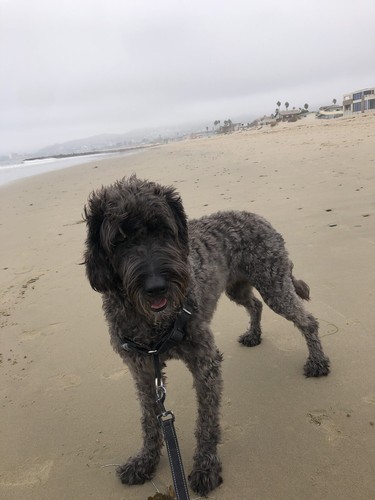 Fotos del artículo de un comprador verificado