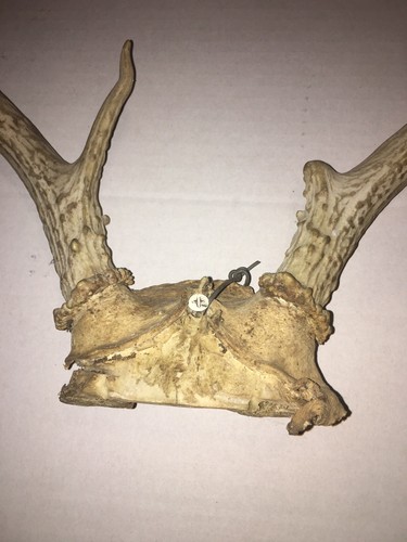 Deer Rack Approximately 11”X 14” with One Point Broken