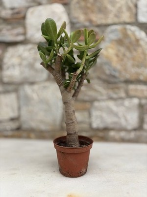 Foto dell'oggetto di un acquirente verificato