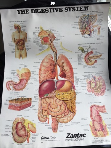 GLAXCO Pharma 3D Gastrointestinal System Nursing Medical Training Chart