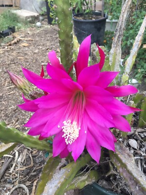 6  Epiphyllum Orchid Cactus Cuttings Mixed color Lily Voodoo Flowers Air Plant Z