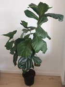 Fiddle Leaf Fig / Ficus 1.5mtrs Caulfield North Glen Eira Area Preview