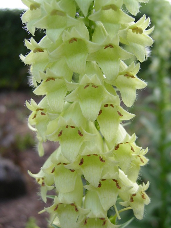 Digitalis Lutea Gelber Fingerhut Ã¼Ber 200 Samen 